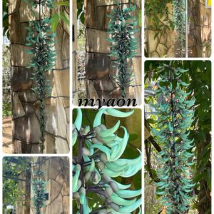 ヒスイカズラ,ヒスイカズラ,デンドロビウム アフィラム,デンドロビウム アフィラム,デンドロビウム アフィラム “シャイニング ピンク”の画像