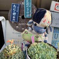 白檀,クレマチス　アフロディーテ・エレガフミナ,ハニーサックル,ホーニー,キュンキュン乙女倶楽部の画像
