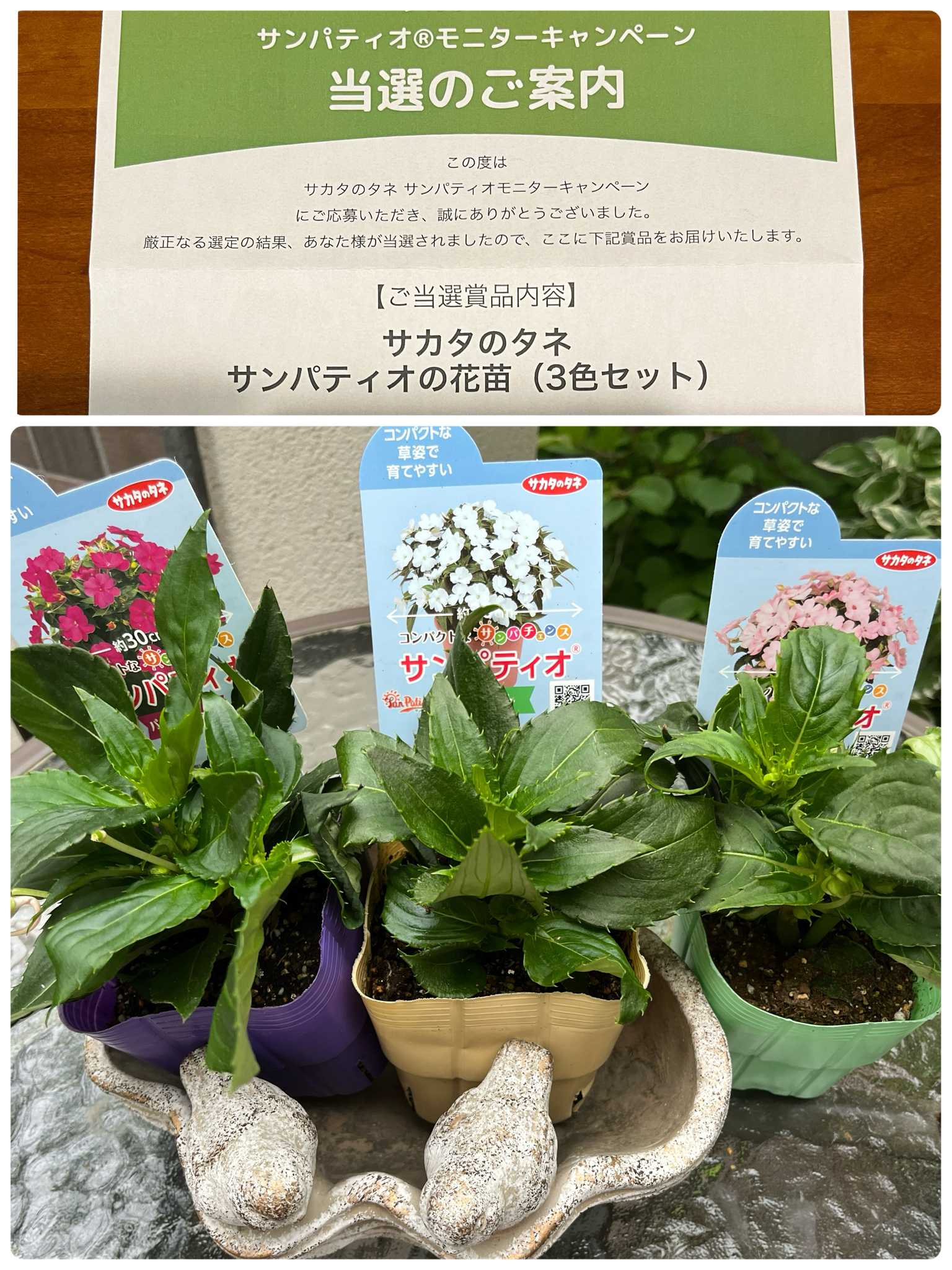 サンパティオモニター 成長記録𓂃𓂂ꕤ*.ﾟ｜🍀GreenSnap（グリーン