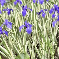 カキツバタ,弁天ふれあいの森公園の画像