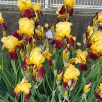 ジャーマンアイリスの画像