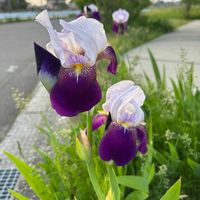 ジャーマンアイリスの画像