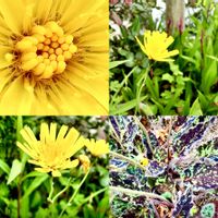 ウズラバタンポポ,花言葉,山野草,頂き物,花のある暮らしの画像