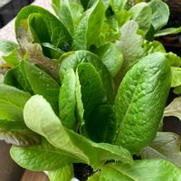 レタス,ミックスレタス,サンチュ,レタスミックス,自家製野菜の画像