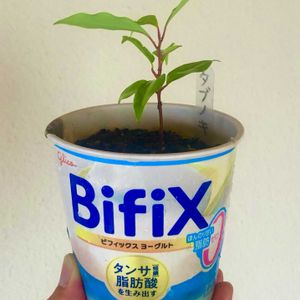 タブノキ,タブノキ,実生,苗木,常緑広葉樹の画像
