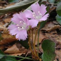 イワウチワ,山野草,山歩き,花のある暮らし,可愛いお花の画像