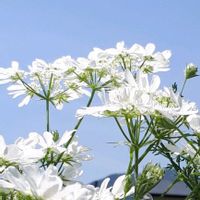 オルレア,花言葉,里山,しあわせ運べるように,いつも心に太陽をの画像