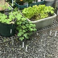 レタス,レタス,なんてこった,家庭菜園の画像