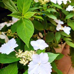 アジサイ,山紫陽花,山紫陽花,ヤマアジサイ✴︎,ヤマアジサイ✴︎の画像