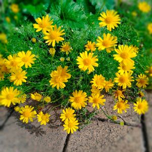 ダールベルグデージー,ガーデニング,黄色い花,花のある生活,小さい庭の画像