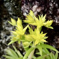 オノマンネングサ,オノマンネングサ,多肉植物,小さな庭の画像