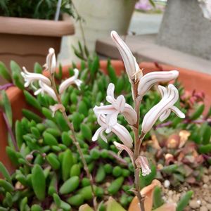 ハオルチア,多肉植物,開花,マイガーデン,武器ではなく花をの画像