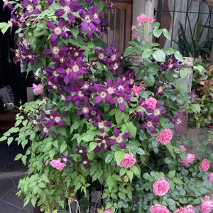 玄関アプローチの画像