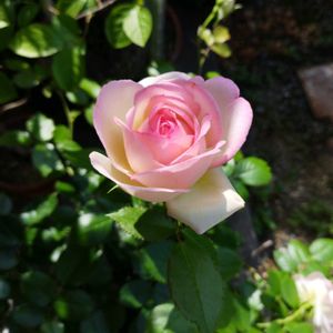 バラ,ピエールドゥロンサール,ばら バラ 薔薇,玄関アプローチの画像