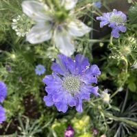 スカビオサ,スカビオサ・コーカシカ ファーマの画像