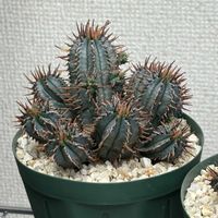 紅彩閣,ユーフォルビア属,多肉植物,南アフリカ原産,ゆっくり成長の画像