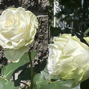 ガーデニング,ガーデン,バラ・ミニバラ,ばら バラ 薔薇,玄関アプローチの画像