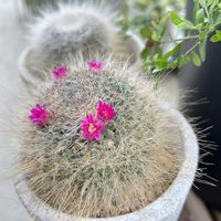 玉翁,サボテンの花,no green no life,マミラリア属,植物のある暮らしの画像