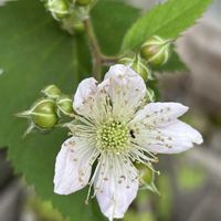 ブラックベリー,キイチゴ,花言葉,お散歩,庭の画像