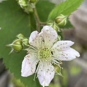 ブラックベリー,キイチゴ,花言葉,お散歩,庭の画像
