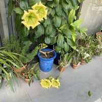 バニラ,ベランダの画像