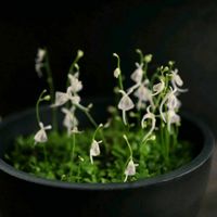 ウサギゴケ,食虫植物チームの画像
