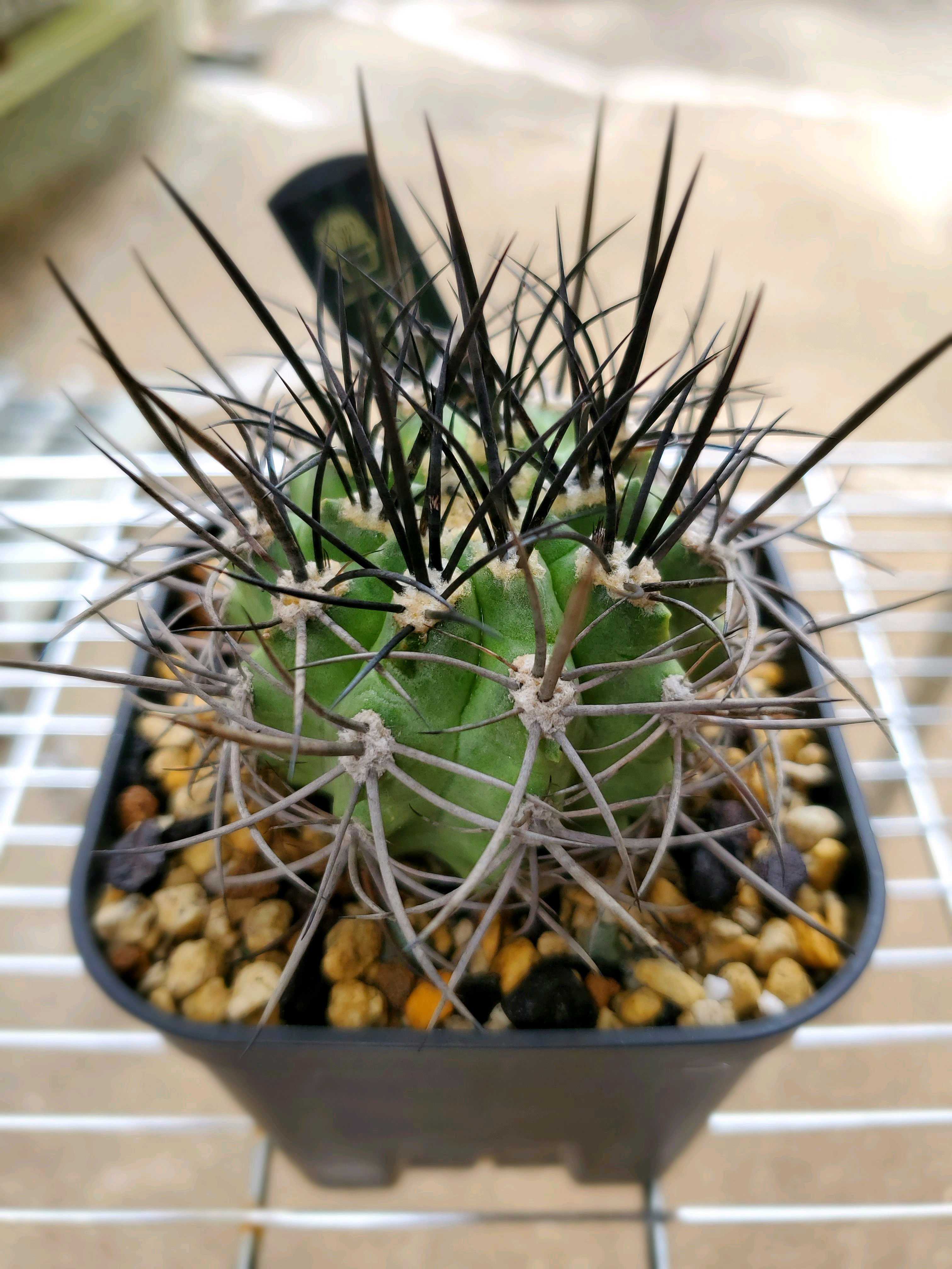 ネオポルテリア暗黒玉の一覧｜🍀GreenSnap（グリーンスナップ）