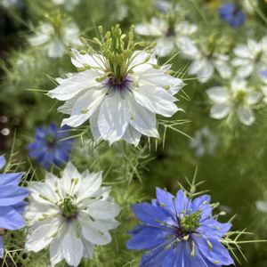 ニゲラ,屋上ガーデン,種から,こぼれダネ,お花大好きの画像