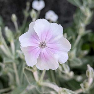 リクニス,花壇,お花のある暮らし,小さな庭,玄関アプローチの画像