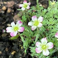 クモマグサ,クモマグサ 紅小町,斑入り雲間草,斑入りクモマグサの画像