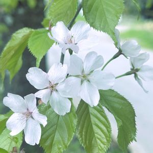 ヤマザクラ,チーム・ブルー,チーム岐阜,お祝いpic,白い水曜日♡の画像