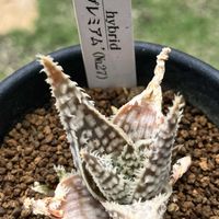 ユーフォルビア属,アロエ  ハイブリッド,アロエ  ハイブリッド,多肉植物,塊根植物の画像