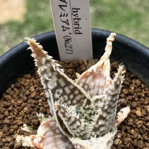 ユーフォルビア属,アロエ  ハイブリッド,アロエ  ハイブリッド,多肉植物,塊根植物の画像