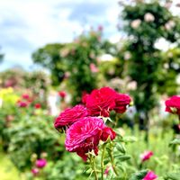 アリウム,バラのアーチ,咲いてくれてありがとう❤,おでかけ先,港の見える丘公園の画像