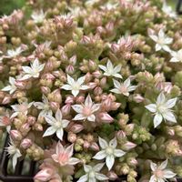 パリダム,覆輪丸葉万年草,三時草,蔓万年草,サルサ ヴェルデの画像