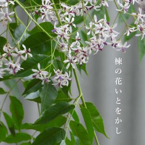 せんだん,棟(あふち),散歩,癒し,古典植物の画像