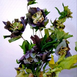 クリスマスローズ,クリスマスローズ,ヘレボルス,レンテン・ローズ,ドライフラワーの画像