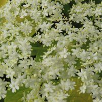 エルダーフラワー,昼咲き月見草,バレリアン,バレリアン,黄花昼咲月見草の画像