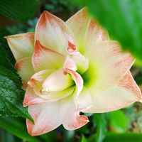 アマリリス,アマリリス　キャンディアマデウス,アマリリス♪の画像