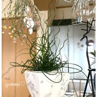 カリブラコア,ラセンイ,カリブラコア　ウノダブル,寄せ植え,観葉植物の画像