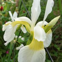 アヤメ,ヒトリシズカ,アリウム コワニー,オーニソガラム ウンベラタム,オーニソガラム ヌタンスの画像