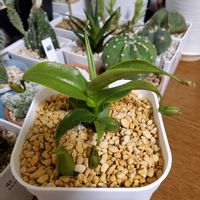 ネペンテス,食虫植物,ネペンテス属,食虫植物・ウツボカズラの画像