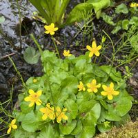ミズバショウ,ミズバショウ,リュウキンカ,リュウキンカ,山野草の画像