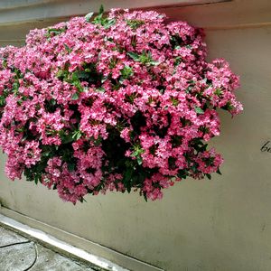 バーベナ,ハンキング,ギャザリング,PW,PWプルーブンウィナーズの画像