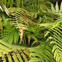 タカワラビ,キンモウコウ,ジオ・ゴールデン・ボバイン,観葉植物,癒しの画像