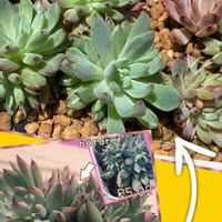 ヴィヴァーチェ,エケベリア  ヴィヴァーチェ,多肉植物,ガステリア,多肉大好きの画像