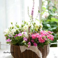 バーベナ,ペチュニア,寄せ植え,ベランダガーデン,オーダーの画像