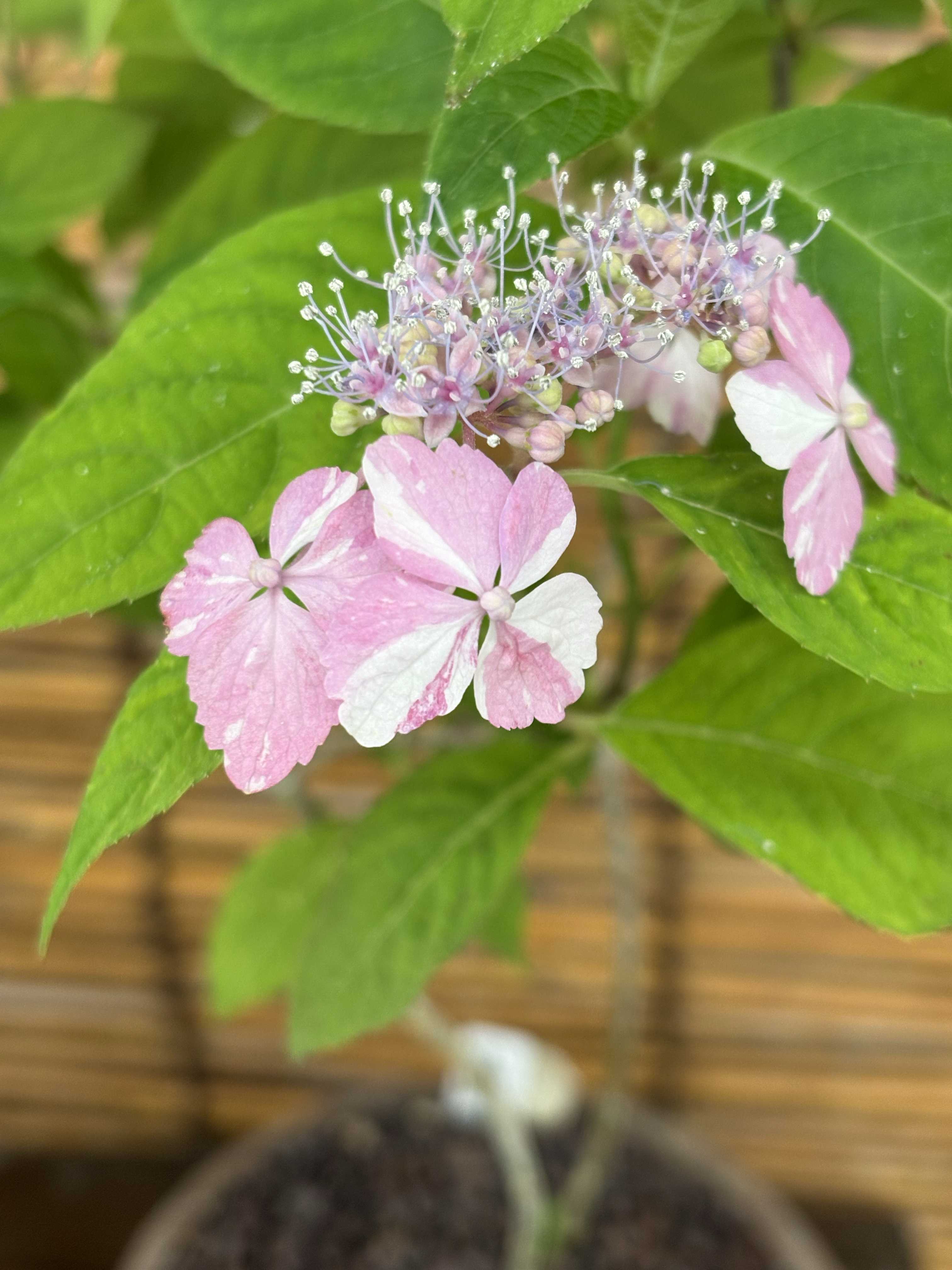 山紫陽花の投稿画像 by Mariakoさん｜ヤマアジサイとヤマアジサイ