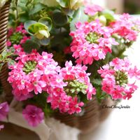 バーベナ,寄せ植え,ベランダガーデン,オーダー,ガーデニングの画像