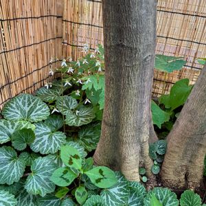 ユキノシタ,タマリュウ,明るい日陰,山野草,半日陰の画像
